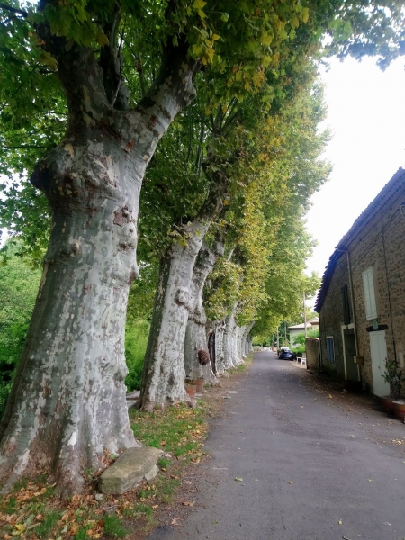 L'allée des Platanes à Rouvenac